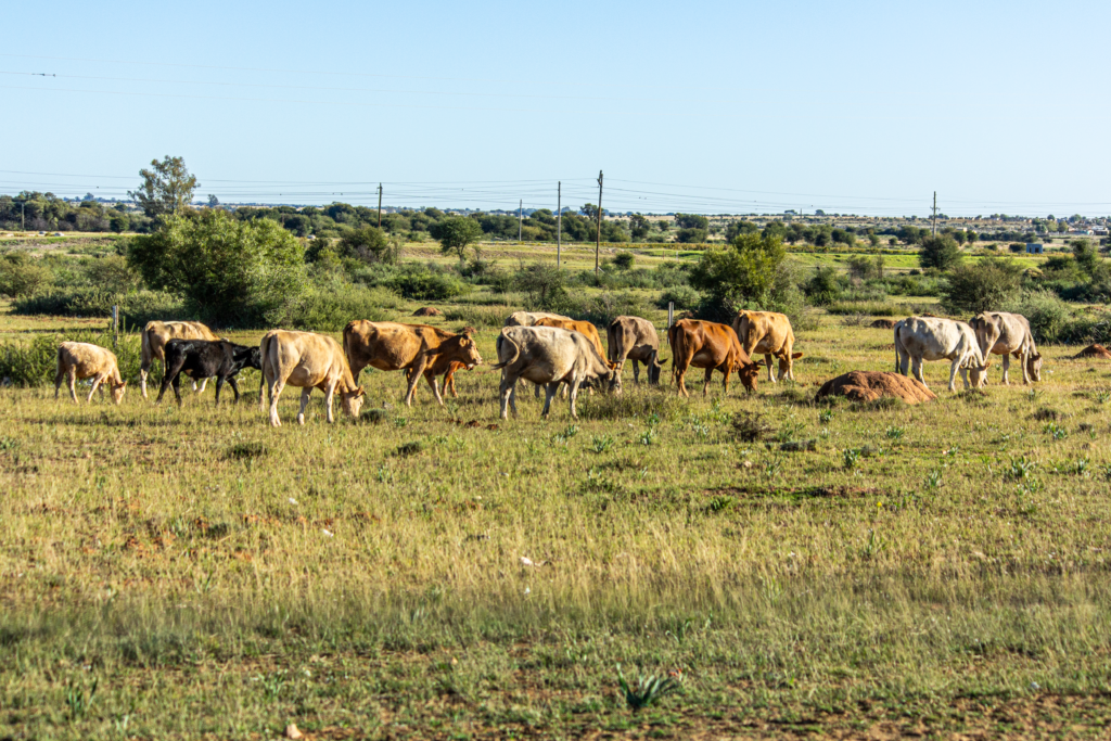 Koeien in Zuid-Afrika