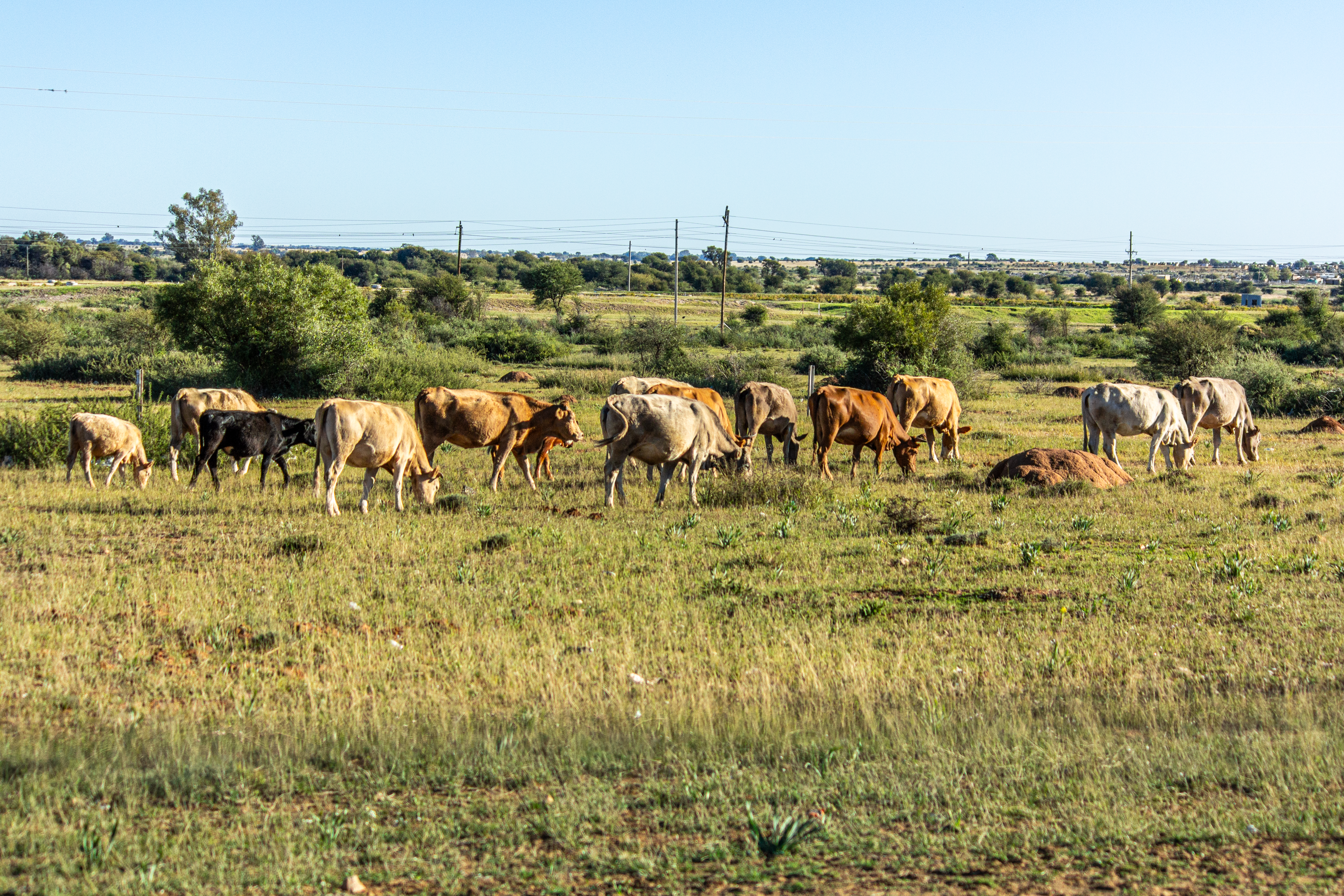 Koeien in Zuid-Afrika