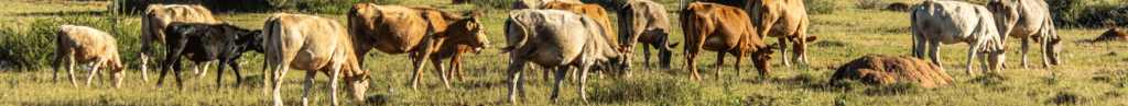Cows in South-Africa